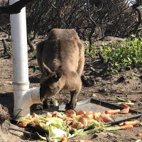 April 2020 animals at RSPCA SA feed stations on KI 2