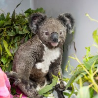 Penny at the RSPCA Wildlife Hospital