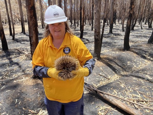 RSPCA SA Chief Inspector Andrea Lewis Echidna