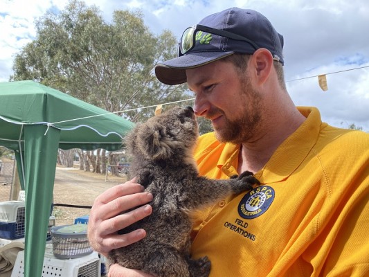 RSPCA SA Justin Biddle Koala