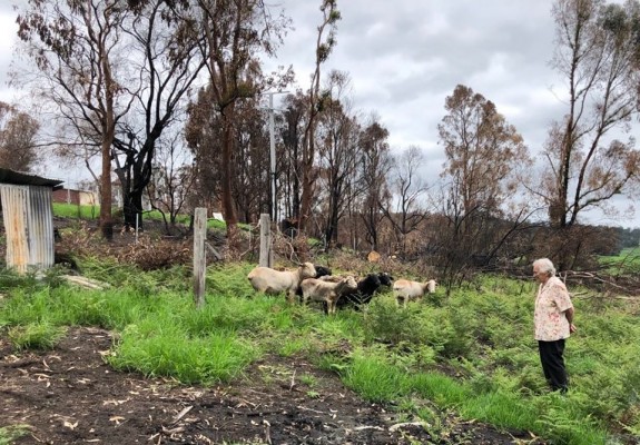 RSPCA Victoria work to help sheep and restore farm equipment